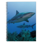 Carnet Caribbean Reef Shark (Devant)