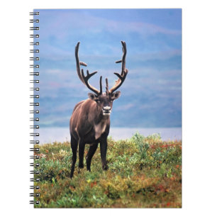 Carnet Caribou ou Renne Parc national de Denali, Alaska