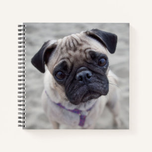 Carnet Carlin