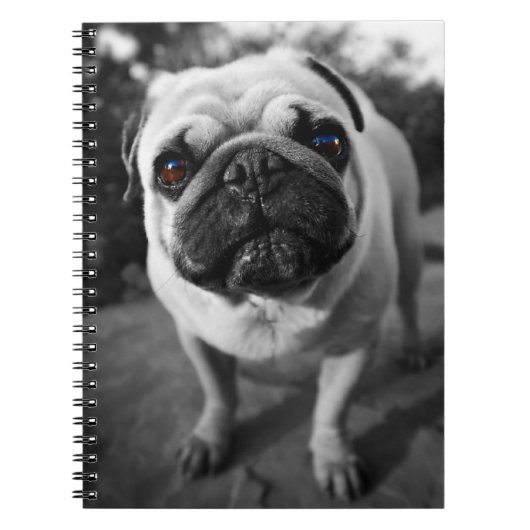 Carnet Carlin beau (Devant)