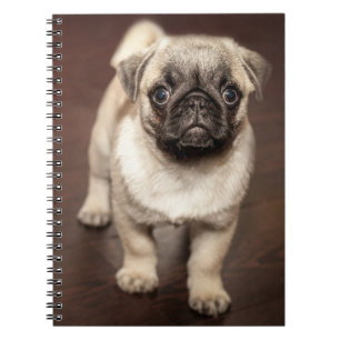 Carnet Carlin Chiot sur parquet poli
