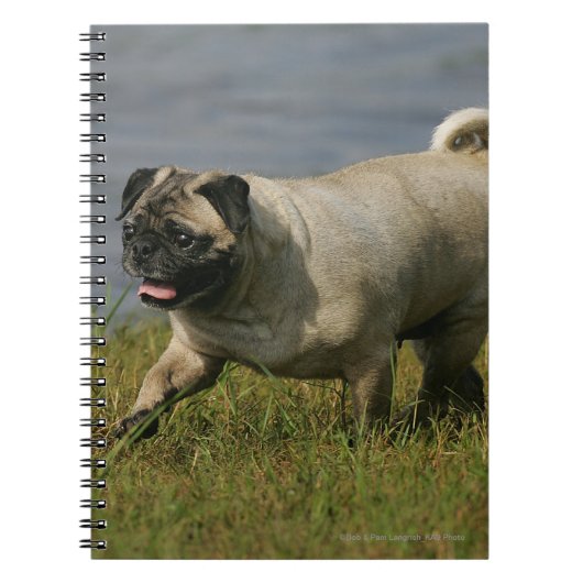 Carnet Carlin jouant près de l'eau (Devant)