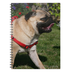Carnet Carlin utilisant le harnais rouge