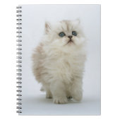Carnet Carnet-Kitten (Devant)