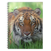 Carnet Carnet-tigre (Devant)