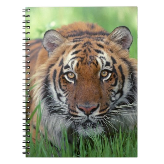 Carnet Carnet-tigre (Devant)