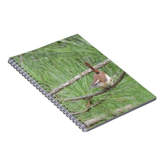 Carnet Carolina Wren in Pine Tree (Côté Droit)