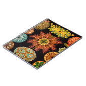 Carnet Carré d'écureuil marin (Côté gauche)