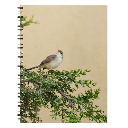 Carnet Carte postale Sparrow (Devant)