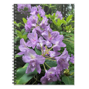 Carnet Catawbiense Boursault Rhododendrons, Oregon