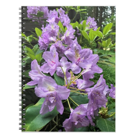 Carnet Catawbiense Boursault Rhododendrons, Oregon (Devant)