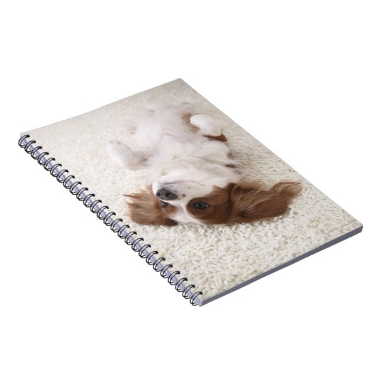 Carnet Cavalier montrant le ventre (Côté Droit)