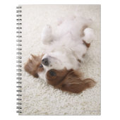 Carnet Cavalier montrant le ventre (Devant)