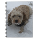 Carnet Cavapoo (Devant)