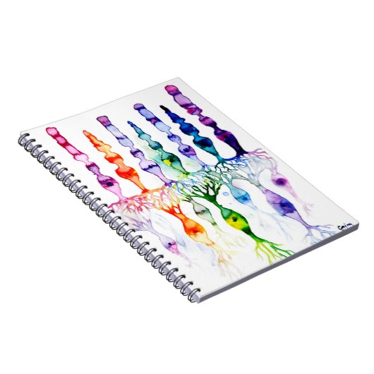 Carnet Cellules cônes cellules tiges et neurone bipolaire (Côté Droit)