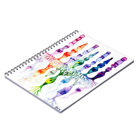 Carnet Cellules cônes cellules tiges et neurone bipolaire (Côté gauche)