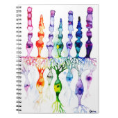 Carnet Cellules cônes cellules tiges et neurone bipolaire (Devant)