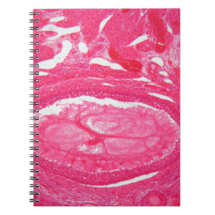 Carnet Cellules d'ovaire sous le microscope