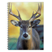 Carnet Cerf à queue blanche | Automne (Devant)