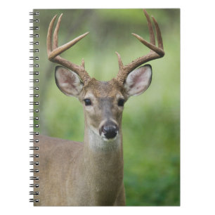 Carnet Cerf à queue blanche Hill Country, Texas