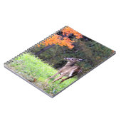 Carnet Cerf à queue blanche près (Côté gauche)