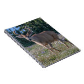Carnet Cerf à queue noire | Parc national Olympique (Côté Droit)