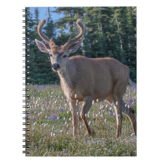 Carnet Cerf à queue noire | Parc national Olympique (Devant)
