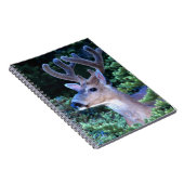 Carnet Cerf à queue noire | Parc national olympique (Côté Droit)