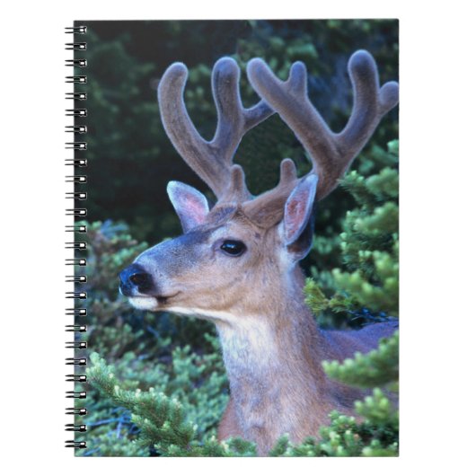 Carnet Cerf à queue noire | Parc national olympique (Devant)