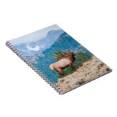 Carnet Cerf (Cervus Elephus) mâle bramant (Côté Droit)
