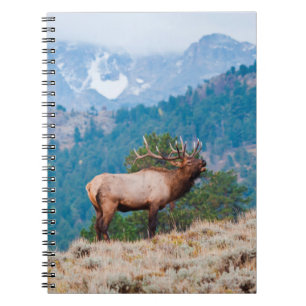 Carnet Cerf (Cervus Elephus) mâle bramant
