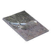Carnet Cerf mulet mâle D32 (Côté Droit)