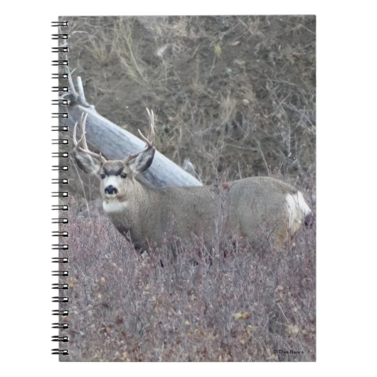 Carnet Cerf mulet mâle D32 (Devant)