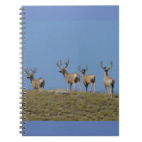 Cerfs mulet D9 en velours sur fond de ciel