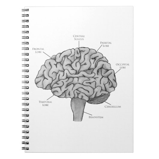 Carnet Cerveau Scientifique (Devant)