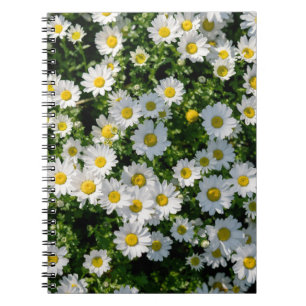 Carnet Champ de marguerite du printemps : Arrière - plan