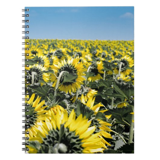 Carnet Champ de tournesols (Devant)