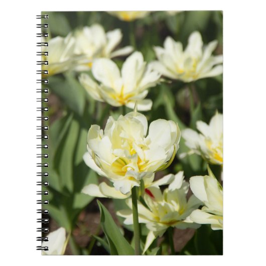 Carnet Champ de tulipes blanches Photo (Devant)