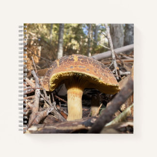 Carnet champignon