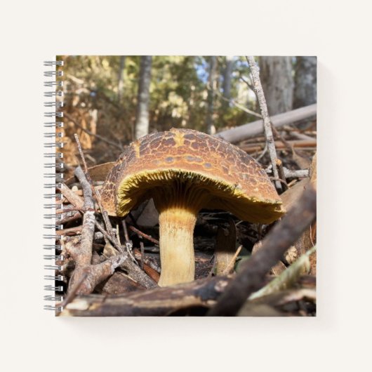 Carnet champignon (Devant)