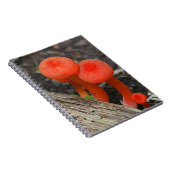 Carnet champignon (Côté Droit)