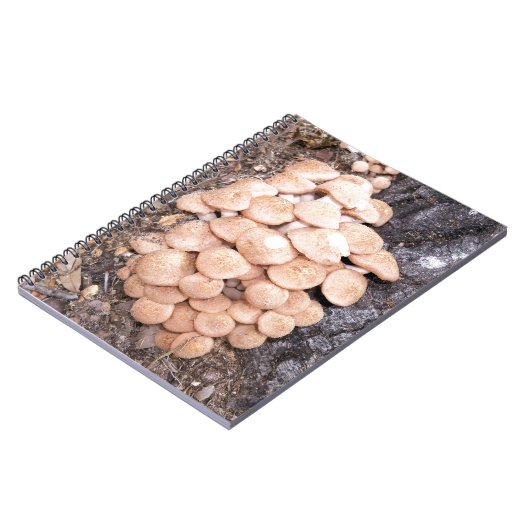 Carnet champignons de miel ringless (Côté gauche)