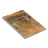 Carnet Chasse au coyote (Canis Latrans) (Côté Droit)
