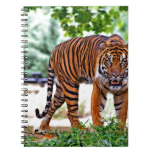 Carnet chat à motif tigre personnalisé Anniversaires
