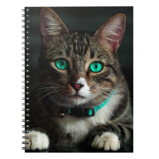 Carnet Chat à oeil vert (Devant)