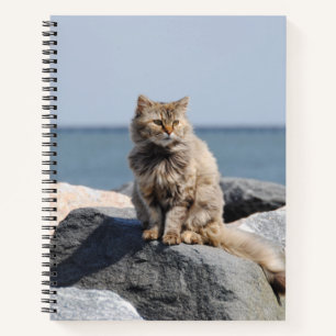 Carnet Chat Balayé par le Vent sur la Côte Photo Mignonne
