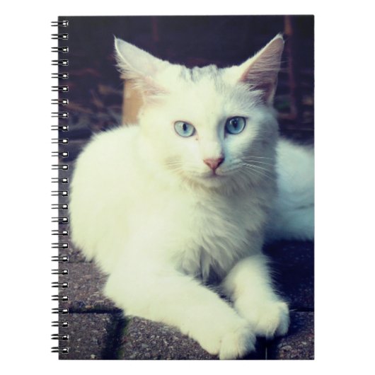 Carnet chat blanc (Devant)