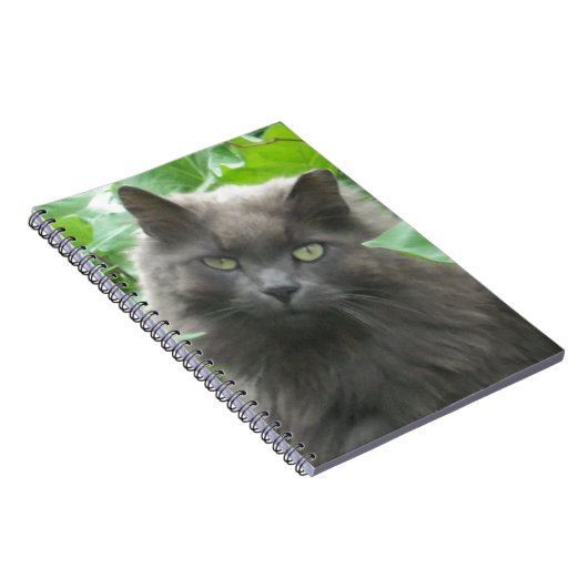 Carnet Chat bleu russe gris-long (Côté Droit)
