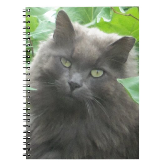Carnet Chat bleu russe gris-long (Devant)