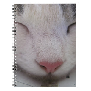 Carnet Chat couché